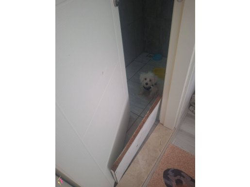 TERİRER MALTESE