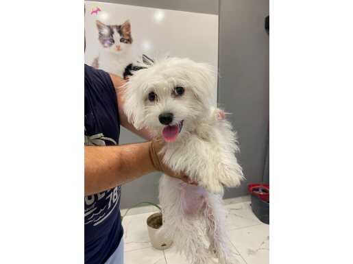 TERİRER MALTESE 3 AYLIK