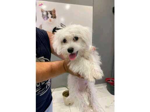 TERİRER MALTESE 