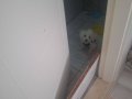 TERİRER MALTESE