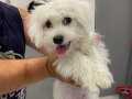 TERİRER MALTESE 3 AYLIK