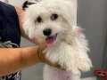 TERİRER MALTESE 