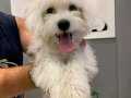 TERİRER MALTESE 