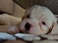 ANKARA YAVRU TERRIER
