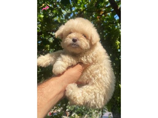  Maltipoo