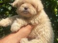  Maltipoo