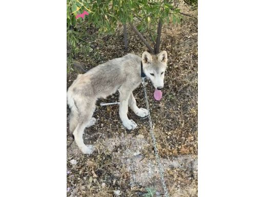 3 aylık erkek Amerikan Wolfdog Çipli Aşılı Pasaportlu
