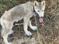 3 aylık erkek Amerikan Wolfdog Çipli Aşılı Pasaportlu