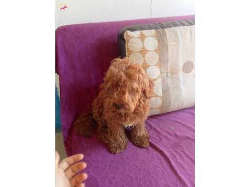 Maltipoo