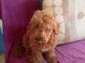 Maltipoo