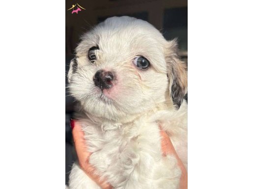 3 Aylık dişi maltıpoo yavrumuz yeni yuvasını arıyor