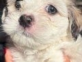 3 Aylık dişi maltıpoo yavrumuz yeni yuvasını arıyor
