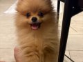 Yavru pomerian boo