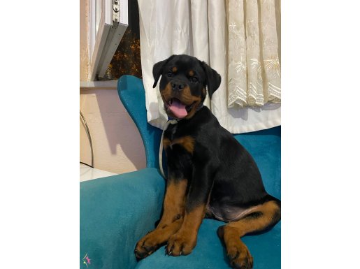disi rottweiler 