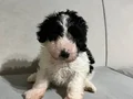 Poodle suratlı maltıpo oglum