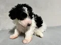 Poodle suratlı maltıpo oglum
