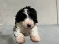 Poodle suratlı maltıpo oglum