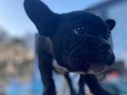 Çiftlikte büyük köpeklerim yüzünden veriyorum siyah kalite 