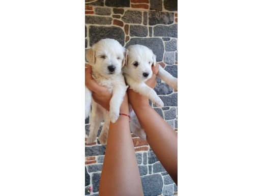 Sevimli Terrier Köpekler