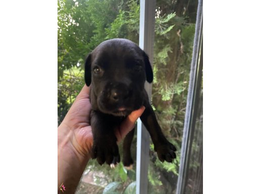 Siyah Erkek Cane Corso 