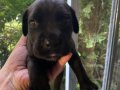 Siyah Erkek Cane Corso 