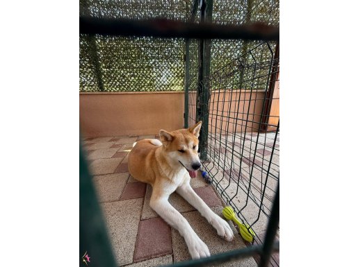 Japon Akita dişi köpeğimiz