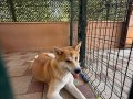 Japon Akita dişi köpeğimiz