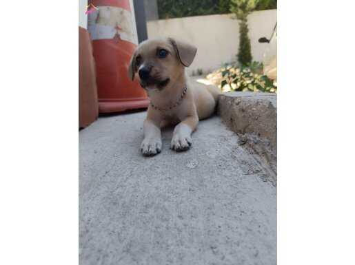 Bu yavrumuzu sahiplendiricez anne fino baba kangal