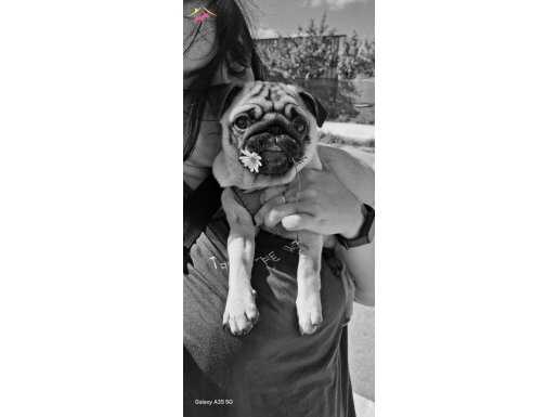 Güzeller güzeli pug