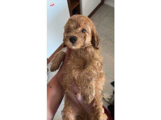 Toy POODLE YAVRULARIMIZ