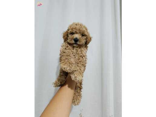 Poodle 