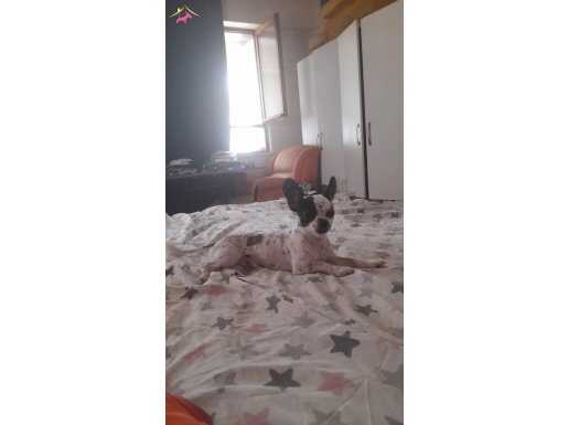 Chivauva 11 aylık 