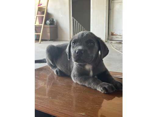 A KALİTE BLUE CANE CORSO 