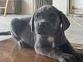 A KALİTE BLUE CANE CORSO 