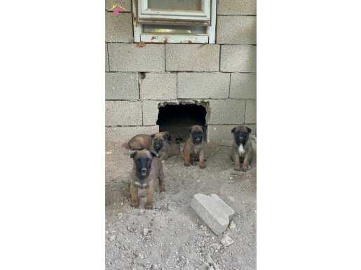 40 günlük safkan Belçika kurdu yavruları orjinal malinoissss