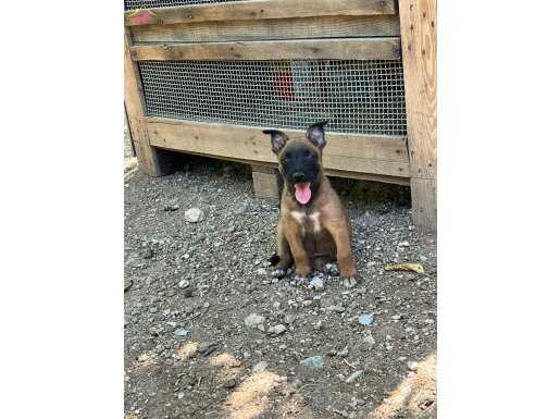 2 aylik safkan Belçika kurdu yavruları orjinal malinoissss s