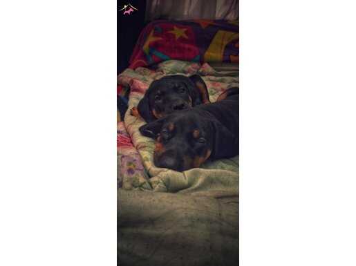 Kıng Doberman yavruları