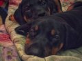 Kıng Doberman yavruları
