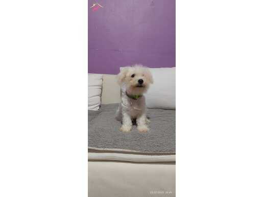 4 buçuk aylik terrier bebek