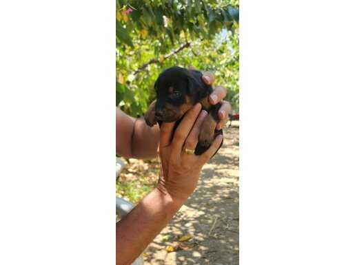 Kaliteli Doberman Yavruları