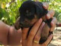 Kaliteli Doberman Yavruları