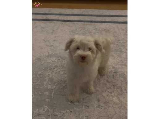 yavru maltese terrier
