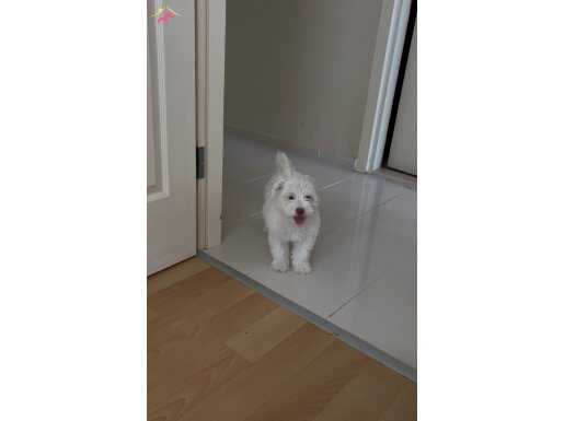 yavru maltese terrier