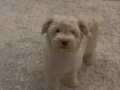 yavru maltese terrier