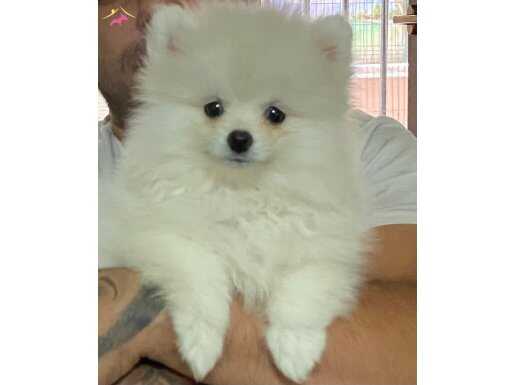 Güzel Kız Pomerian Boo