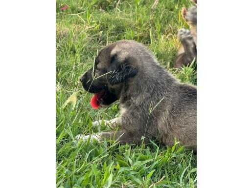 üst kalite panter kangal yavruları