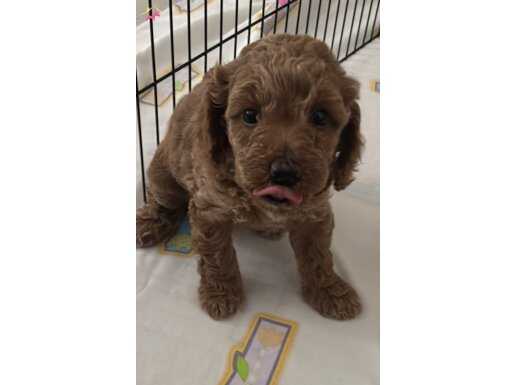 Tatlı Poodle Yavruları - İzmir