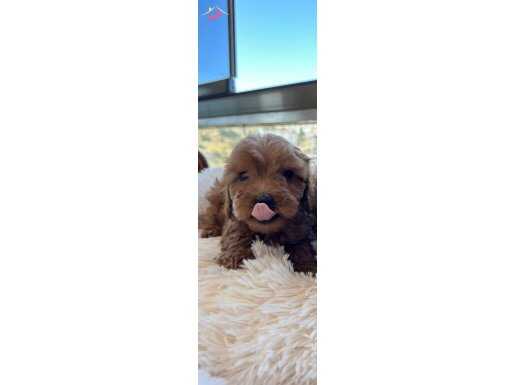 Toy poodle 