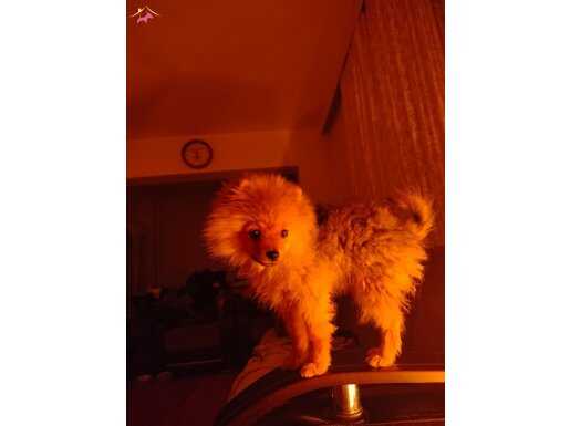 Pomeranian boo 5 Aylık Adı EROS Tuvalet eğitimi verilmiştir