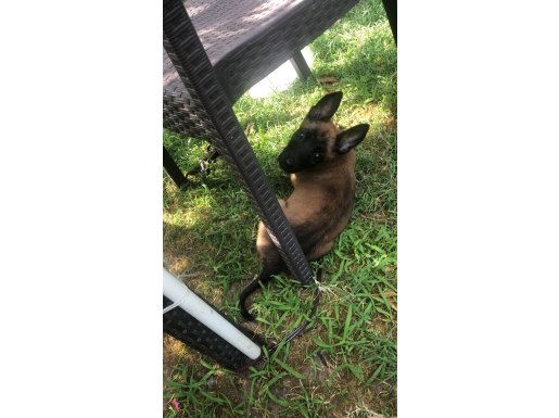 Malinois